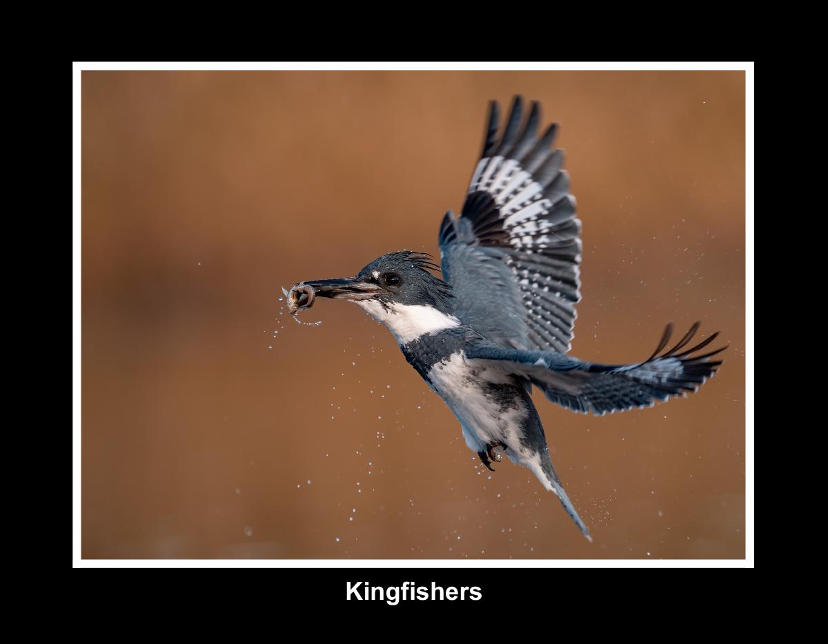 Kingfisher Calendar