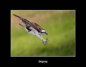 Osprey Calendar