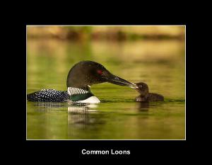 Common Loon Calendar