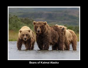 Bears of Katmai, Alaska