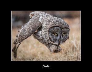 Owls Calendar