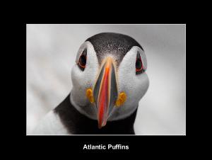 Atlantic Puffin Calendar