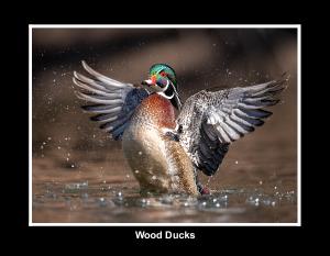 Wood Duck Calendar