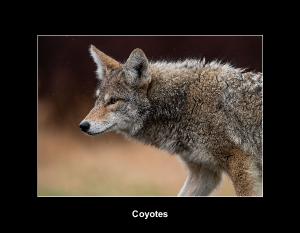 Coyotes Calendar