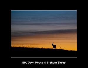 Elk, Deer, Moose & Bighorn Sheep Calendar