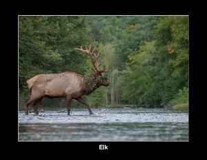 Elk Calendar