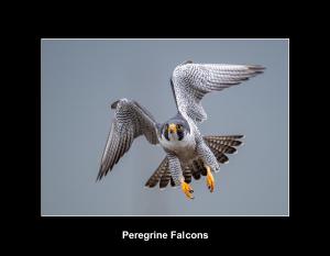 Peregrine Falcons Calendar