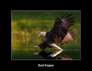 Bald Eagles Calendar