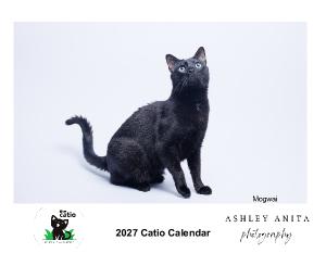 2027 Catio Calendar