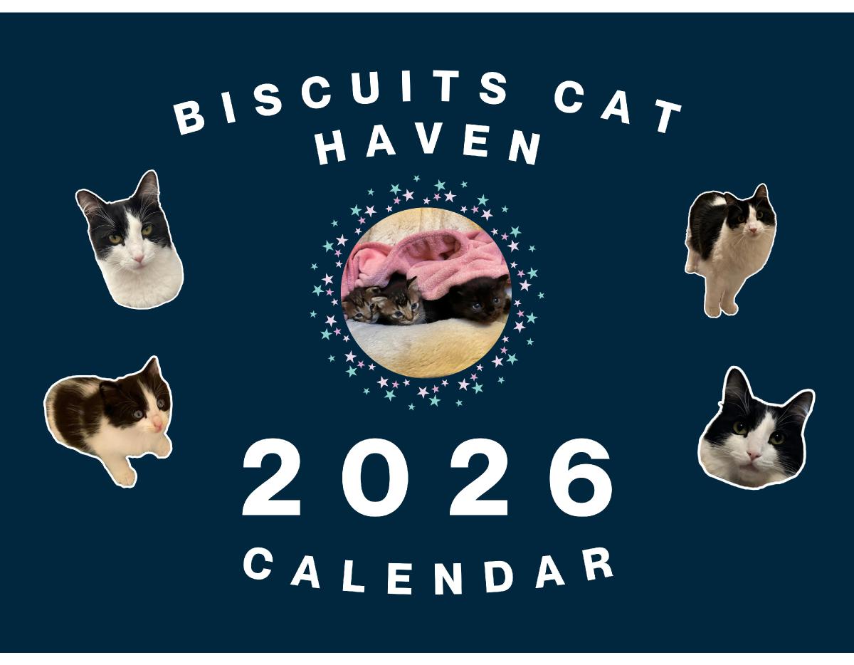 Biscuits Cat Haven 2026 Calendar