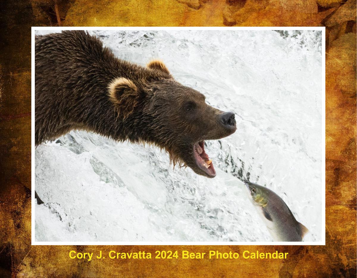 The Bears of Katmai 2024 By Cory J. Cravatta