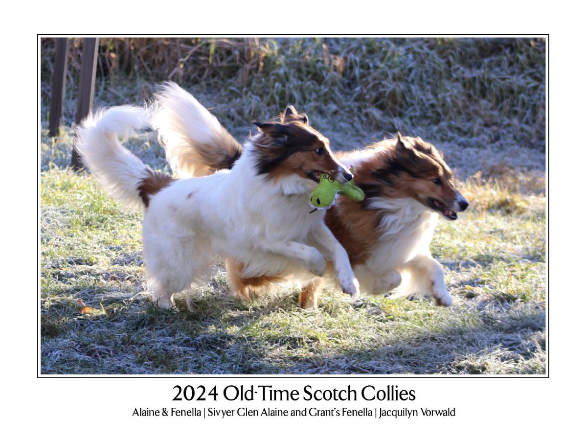 2024 Old-Time Scotch Collies Calendar