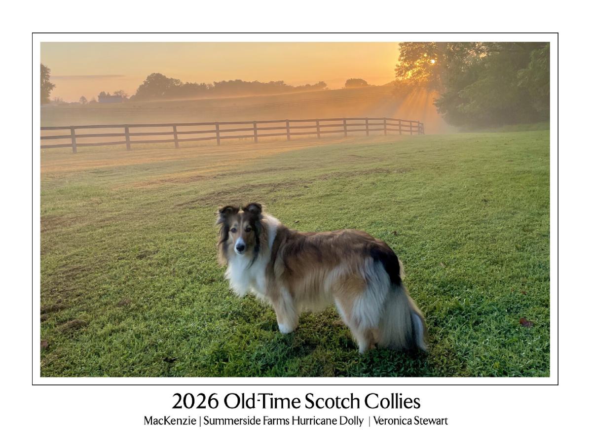 2026 Old-Time Scotch Collie Calendar