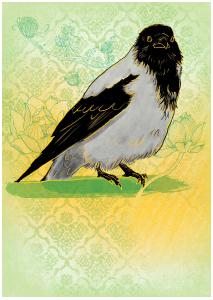 Hooded Crow Card 4