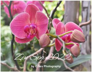 008 2022 Zen Spa Floral Wall Calendar