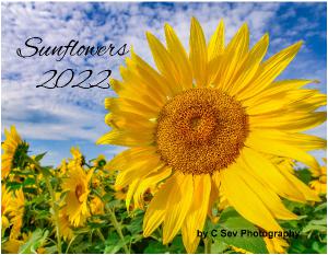 010 2022 Sunflower Wall Calendar