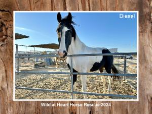 Wild at Heart 2024 Calendar