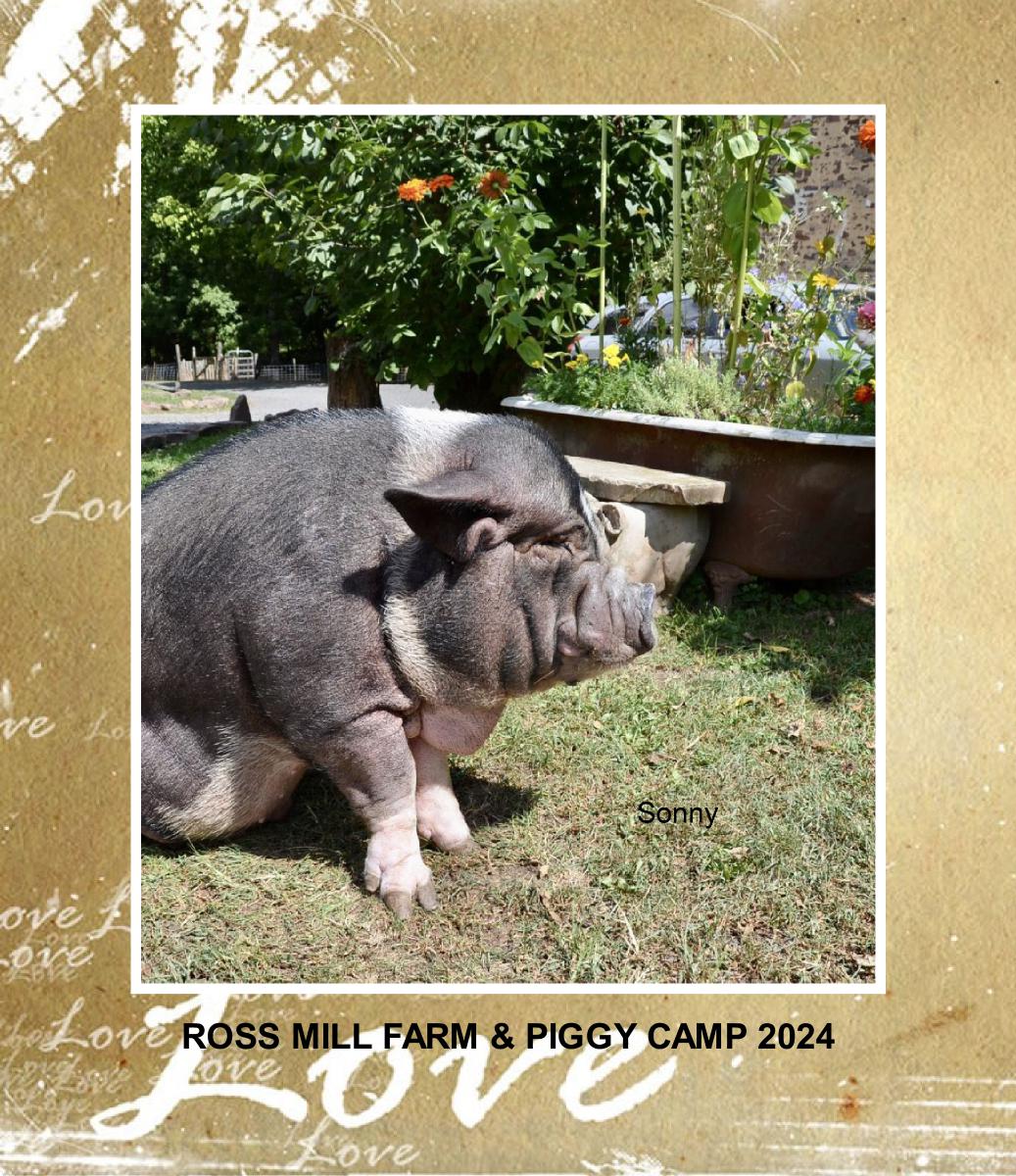Ross Mill Farm & Piggy Camp Calendar 2024