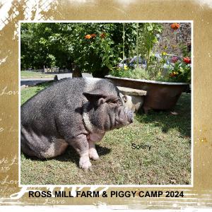 ROSS MILL FARM & PIGGY CAMP 2024 CALENDAR L