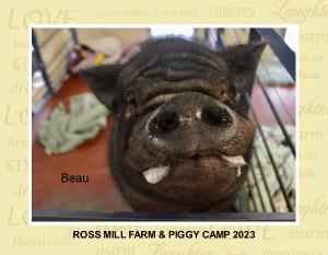 Ross Mill Farm & Piggy Camp