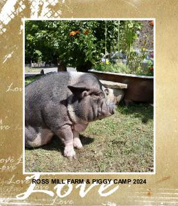 Ross Mill Farm & Piggy Camp Calendar 2024