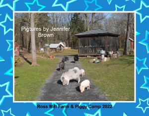 Ross Mill Farm & Piggy Camp