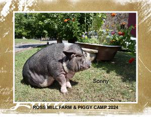 ROSS MILL FARM & PIGGY CAMP 2024 CALENDAR