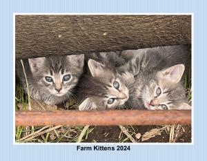 Farm Kittens 2024
