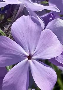 Purple Flower Photo Card