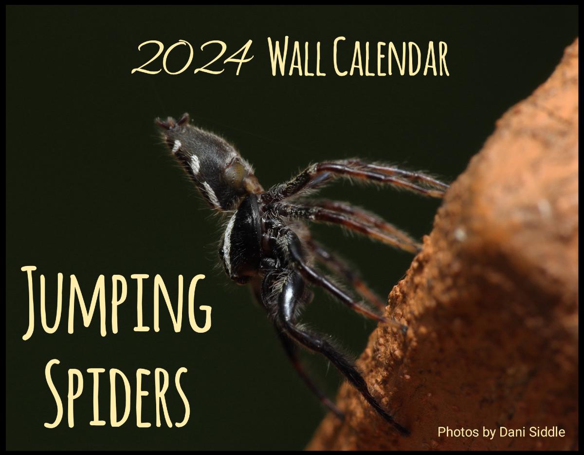 Jumping Spiders 2024