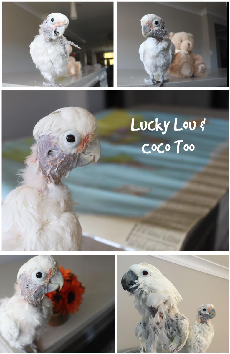 Lucky Lou & Coco Too Notebook