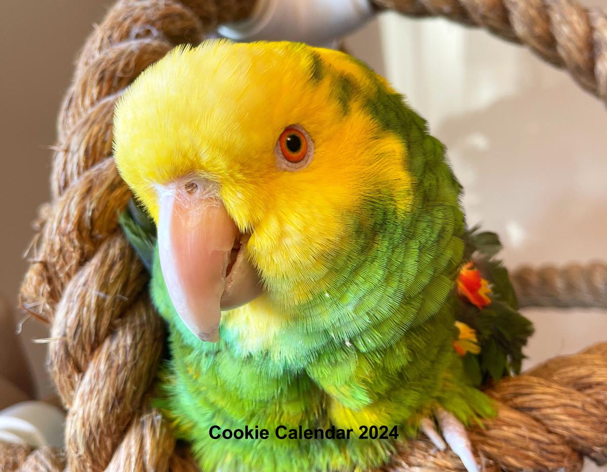 Cookie's 2024 Calendar!