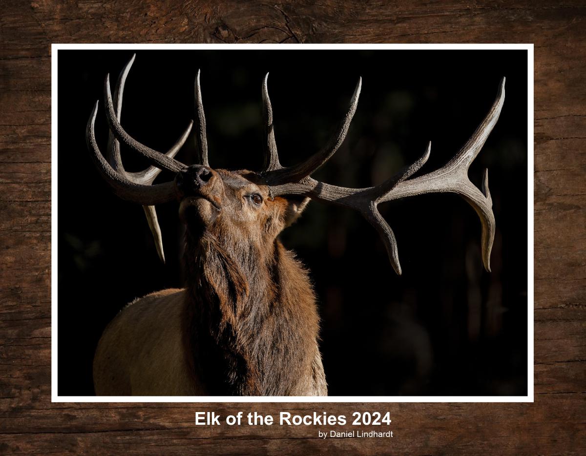 Elk of the Rockies