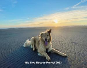 Big Dog Rescue Project 2023