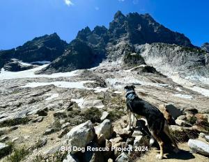 Big Dog Rescue Project 2024 Calendar