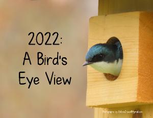 2022: A Bird's Eye View Calendar