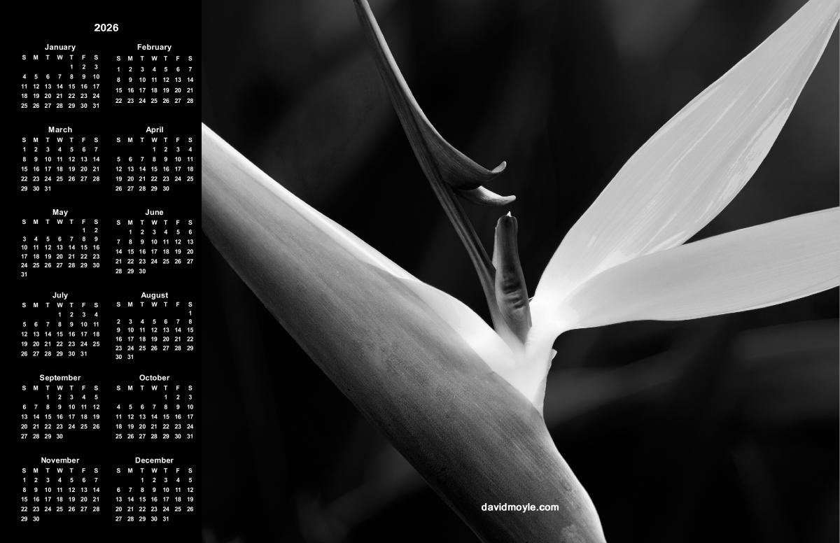 Abstract Bird of Paradise Poster Calendar