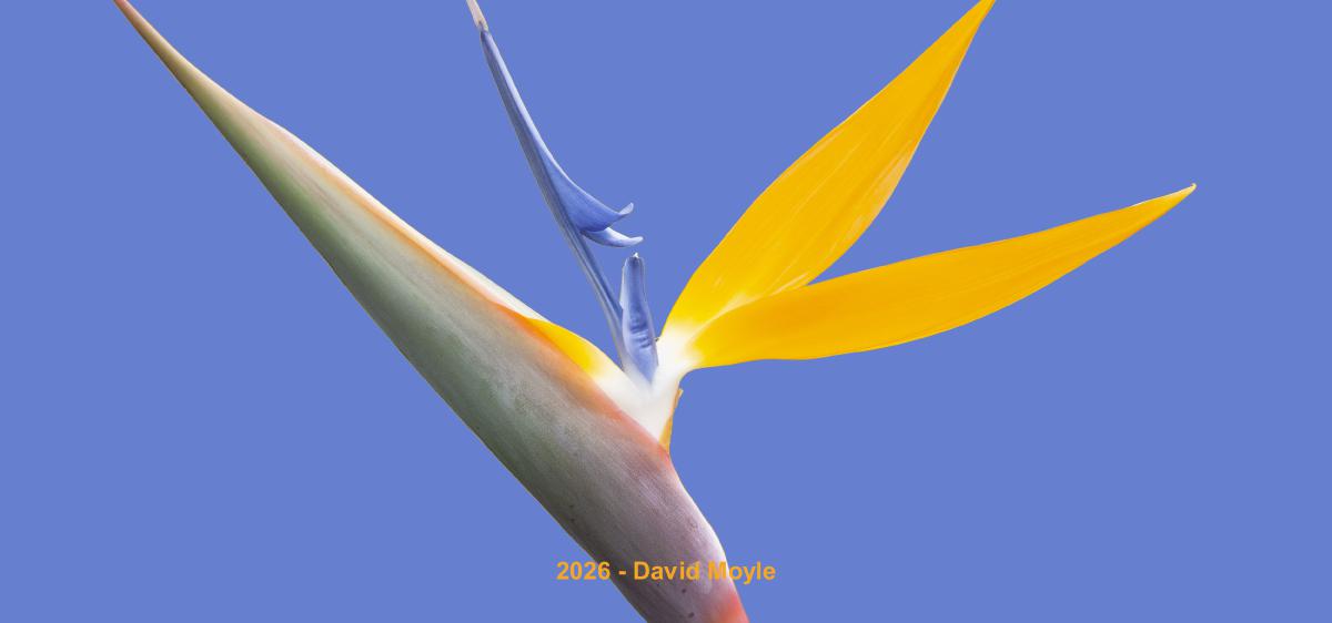 Floral Desk Calendar