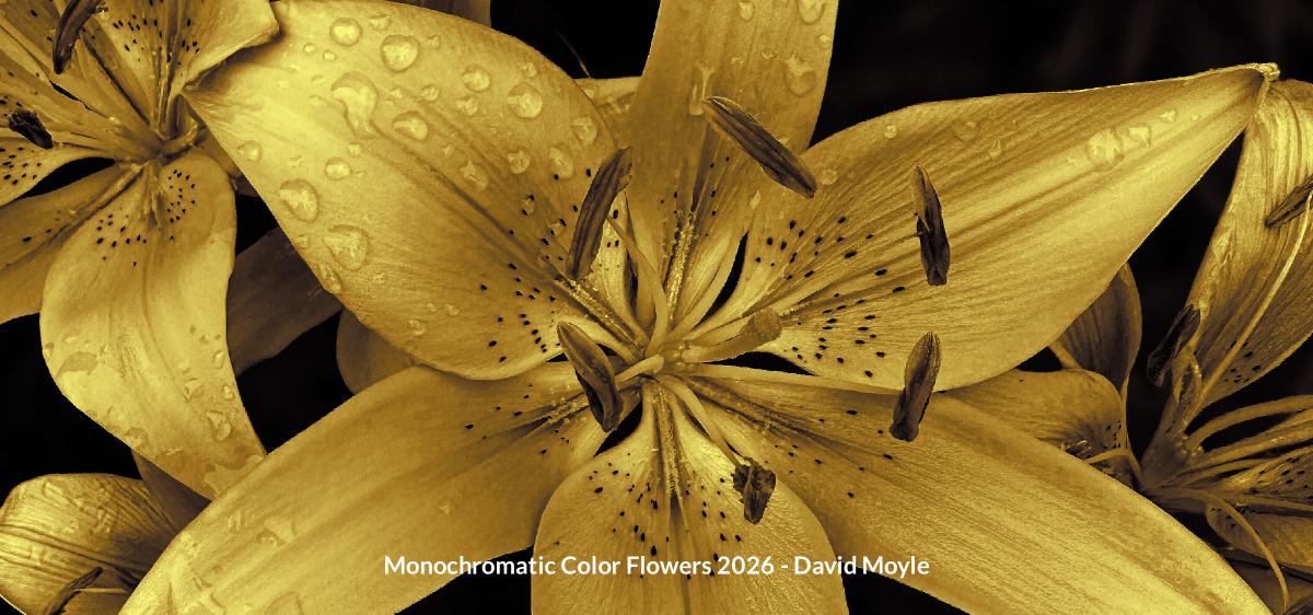 Monochromatic Color Flowers 2026 Desktop Calendar
