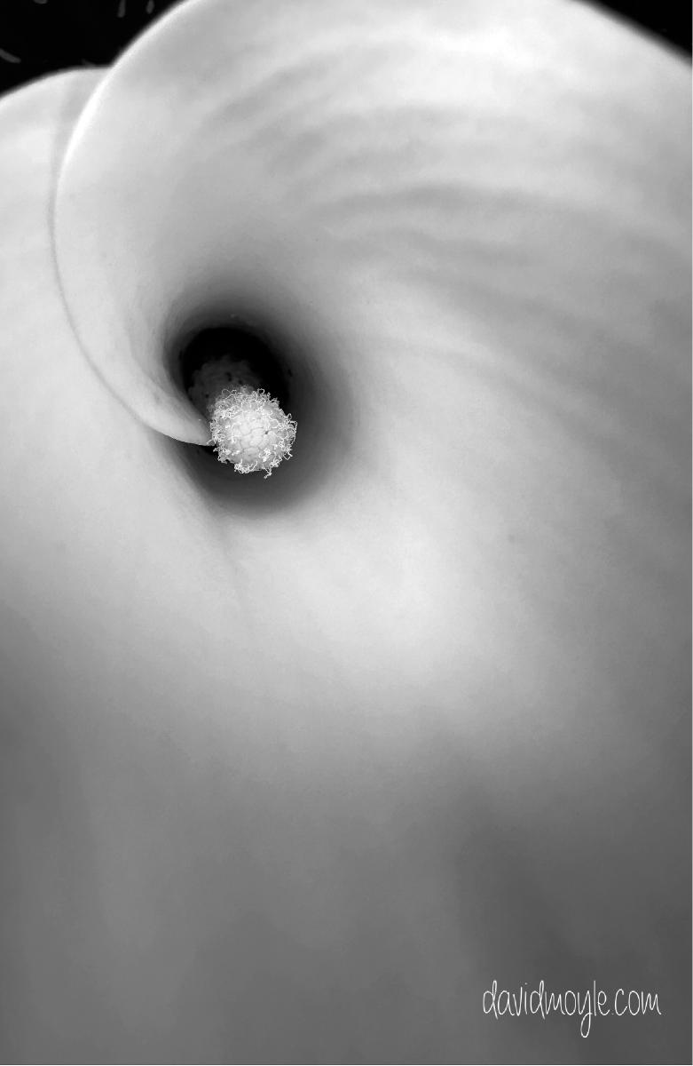 Black and White Cala Lily Notebook