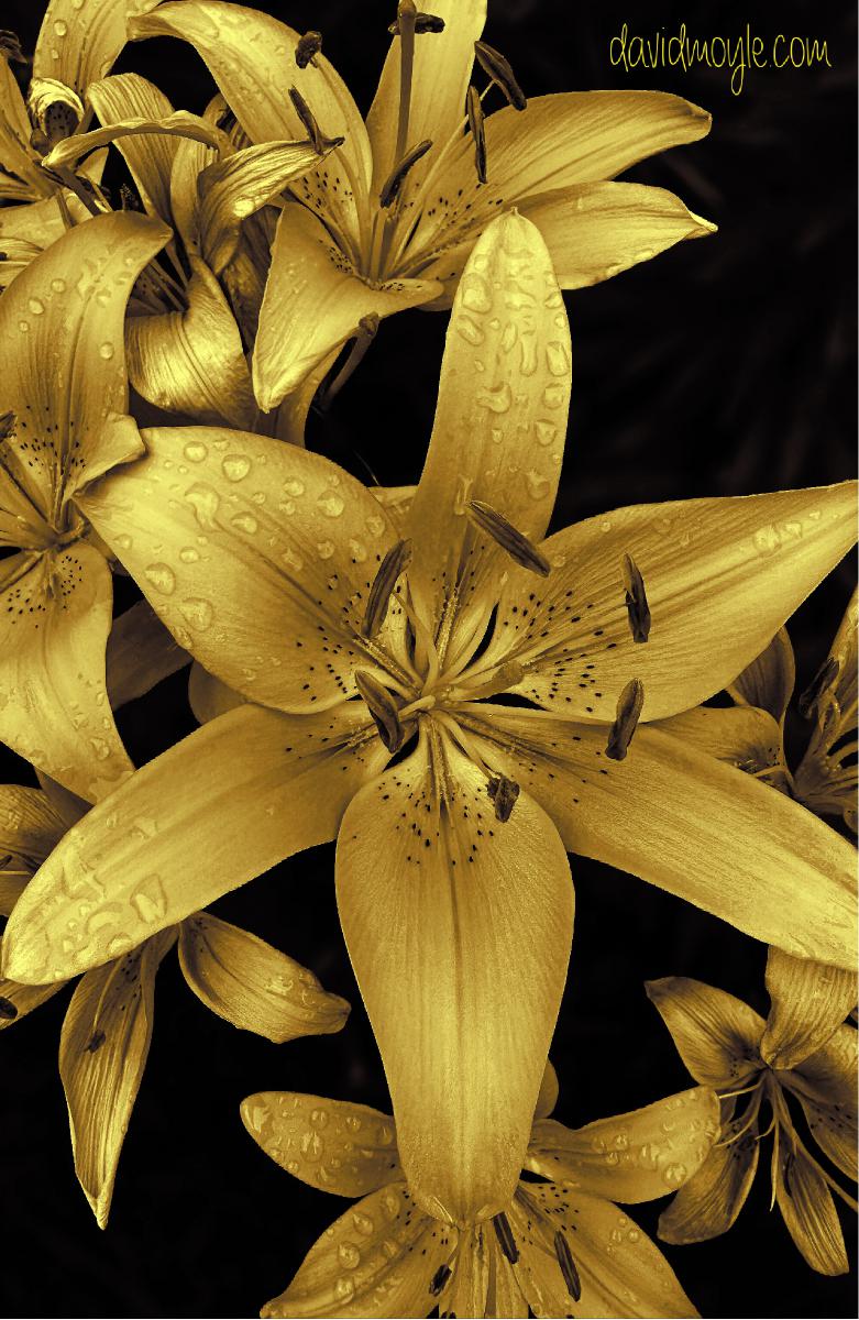 Golden Asiatic Lilies Notebook