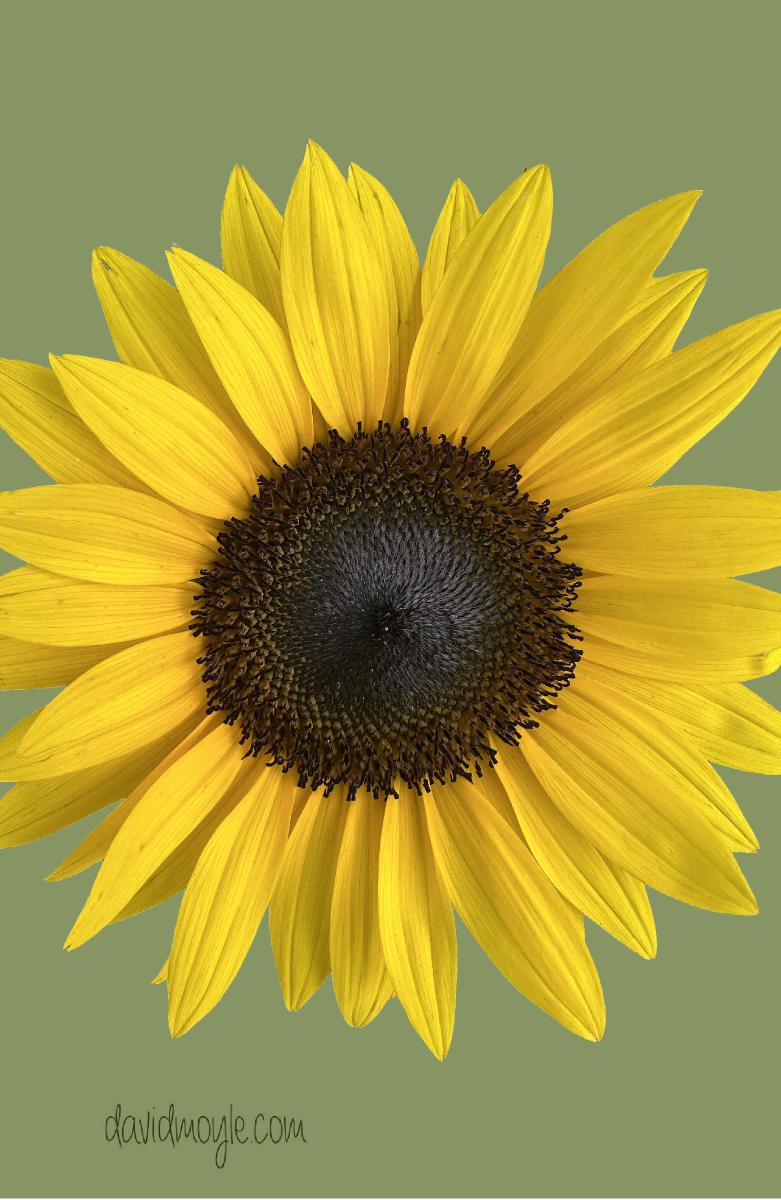 Sunflower on Green Notepad