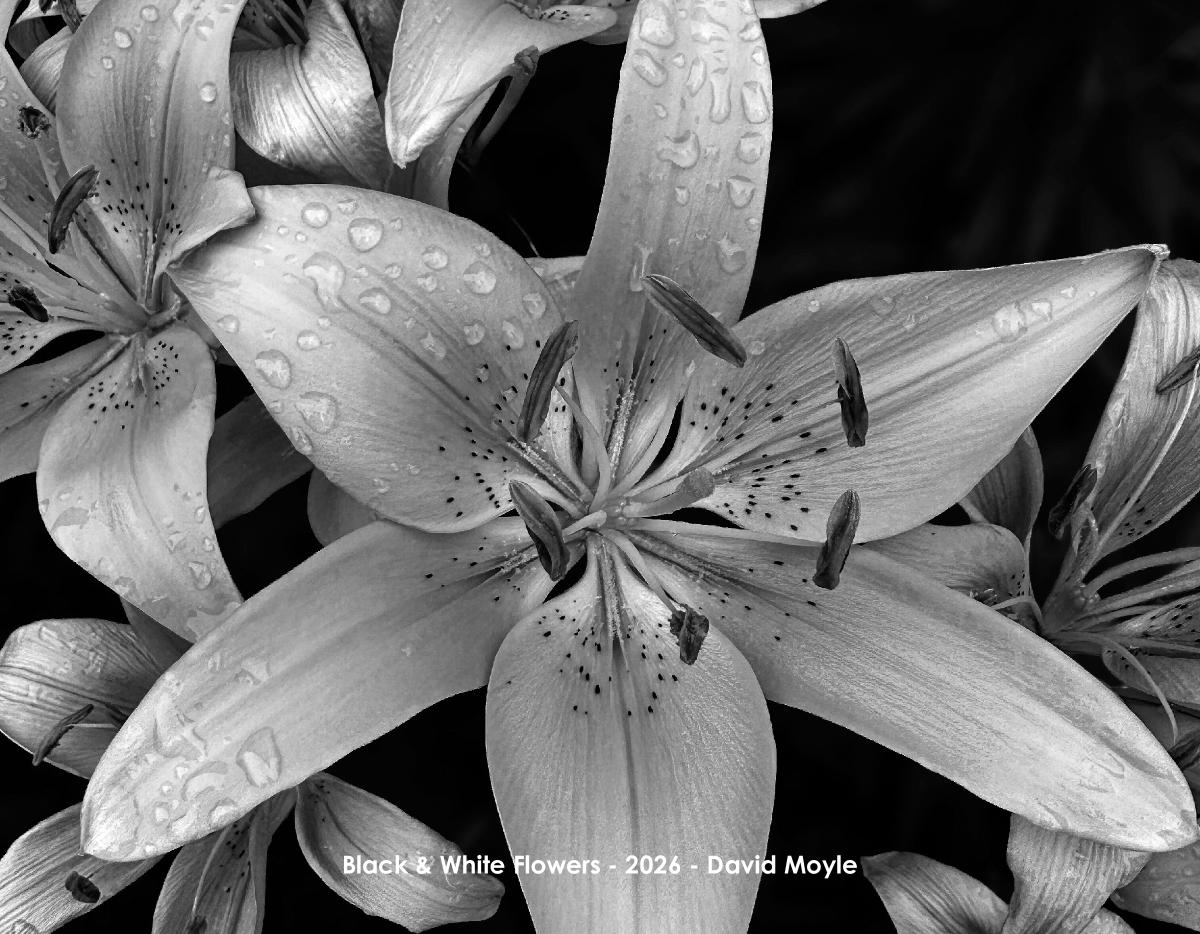 2026 Black & White Flowers Wall Calendar