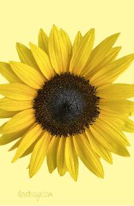 Sunflower on Yellow Notebook