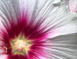 2025 Flower Calendar