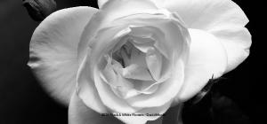 2026 B&W Flower Desktop Calendar