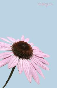 Pink Daisy on Blue Background Notebook