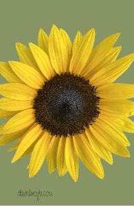 Sunflower on Green Notepad