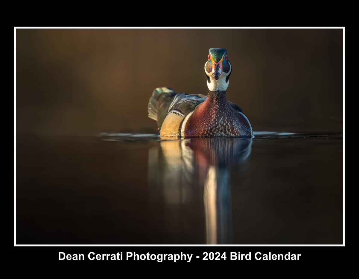 Dean Cerrati Photography 2024 Bird Calendar