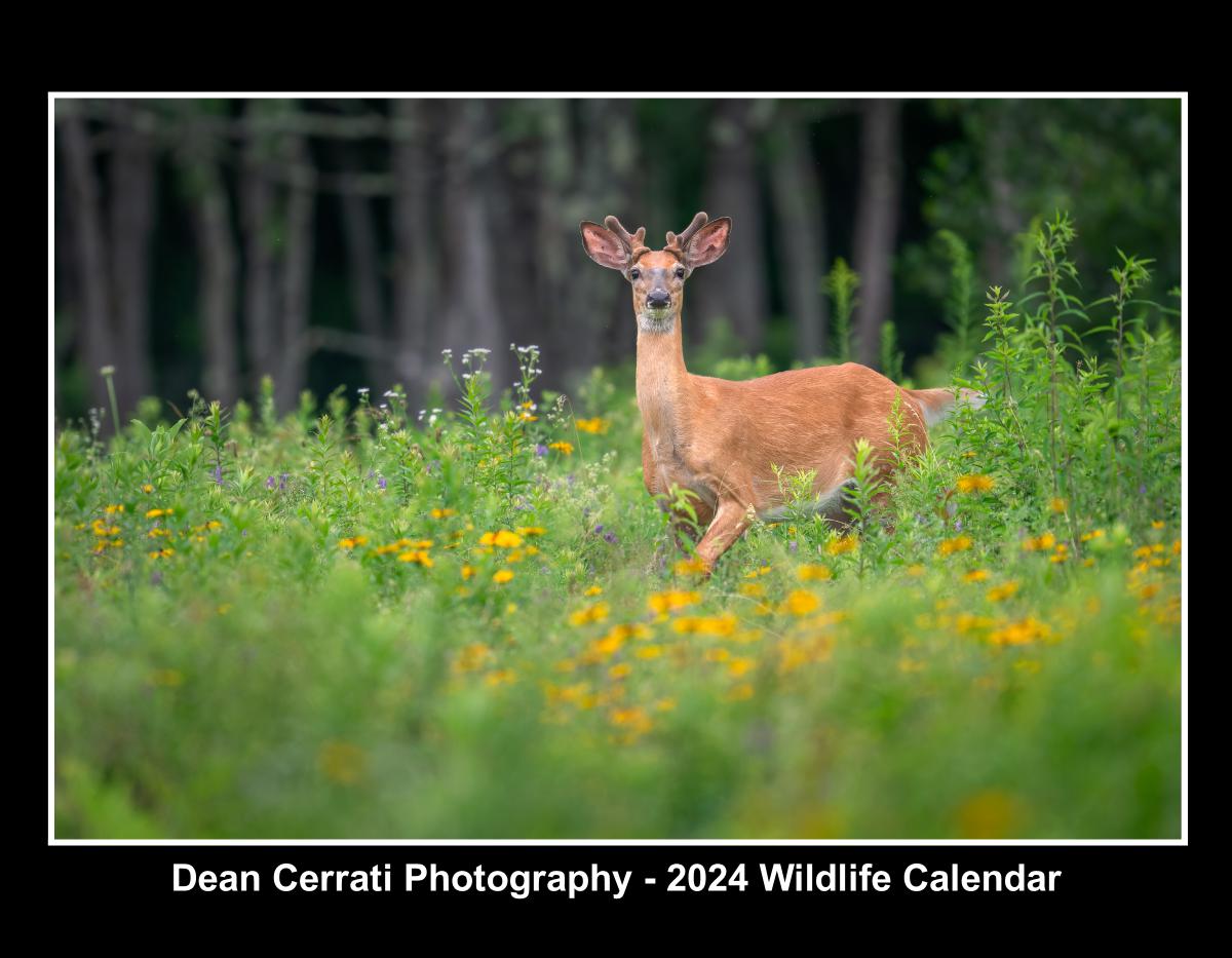 Dean Cerrati Photography 2024 Wildlife Calendar